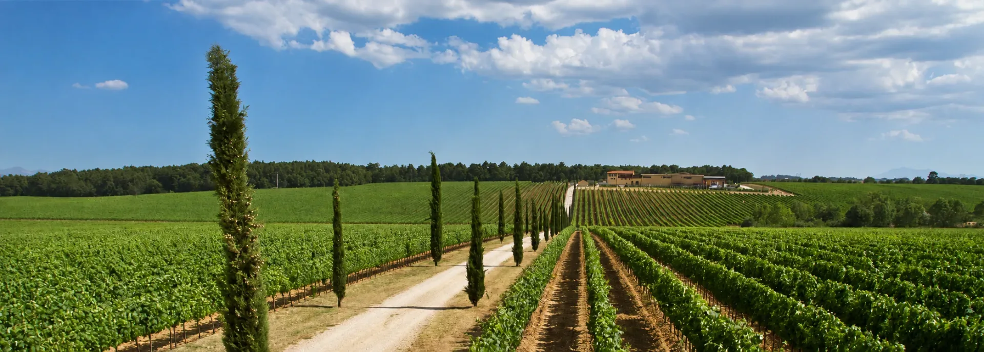 Antico sentiero di pietra che sale tra gli olivi verso il borgo collinare di Cortona alla luce dorata del mattino