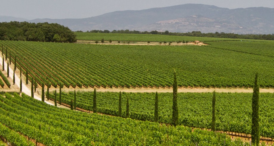 Strada collinare che sale verso Cortona tra i vigneti della Valdichiana